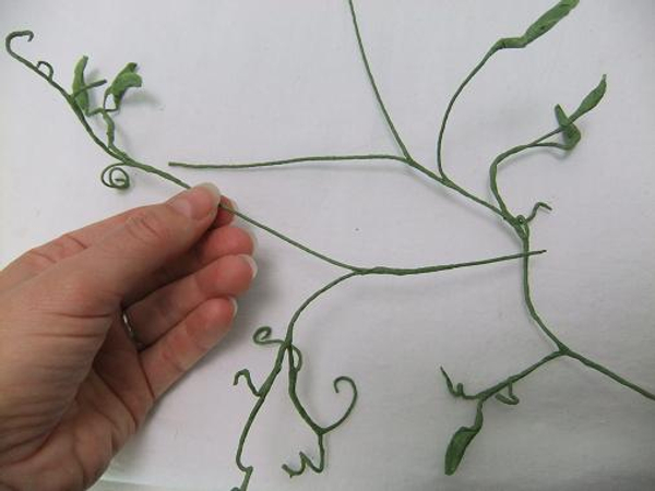 Buds, pods stems and and tendrils